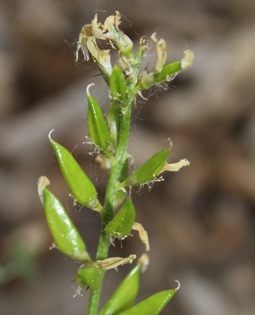 Image of Astragalus bifidus specimen.