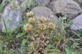 Carlina vulgaris