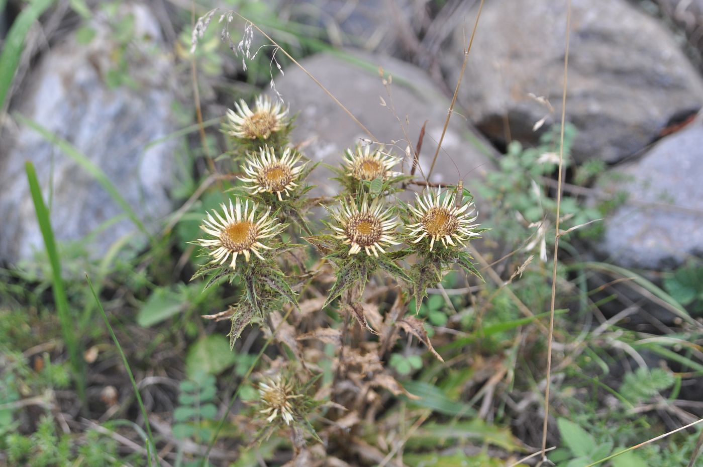 Image of Carlina vulgaris specimen.