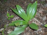 Orchis purpurea