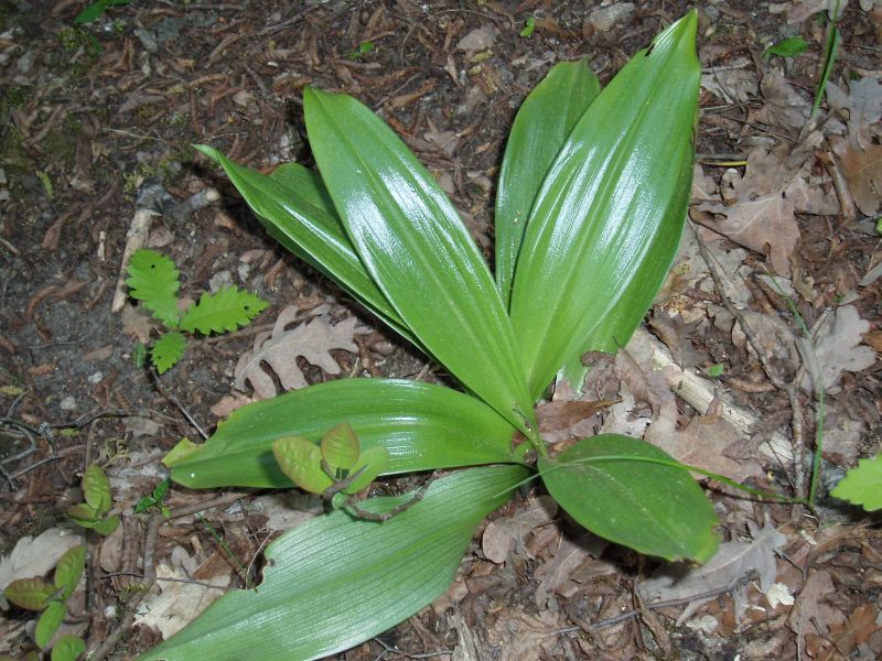 Изображение особи Orchis purpurea.