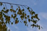 Betula pendula форма dalecarlica