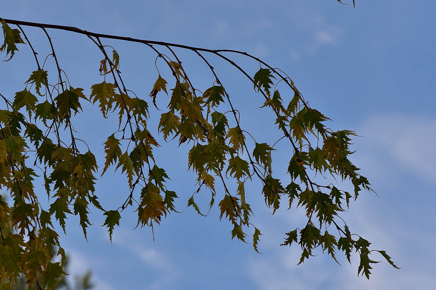 Image of Betula pendula f. dalecarlica specimen.