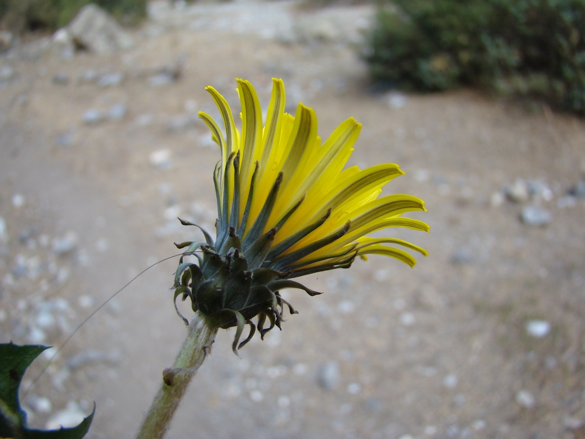 Изображение особи Taraxacum turcomanicum.