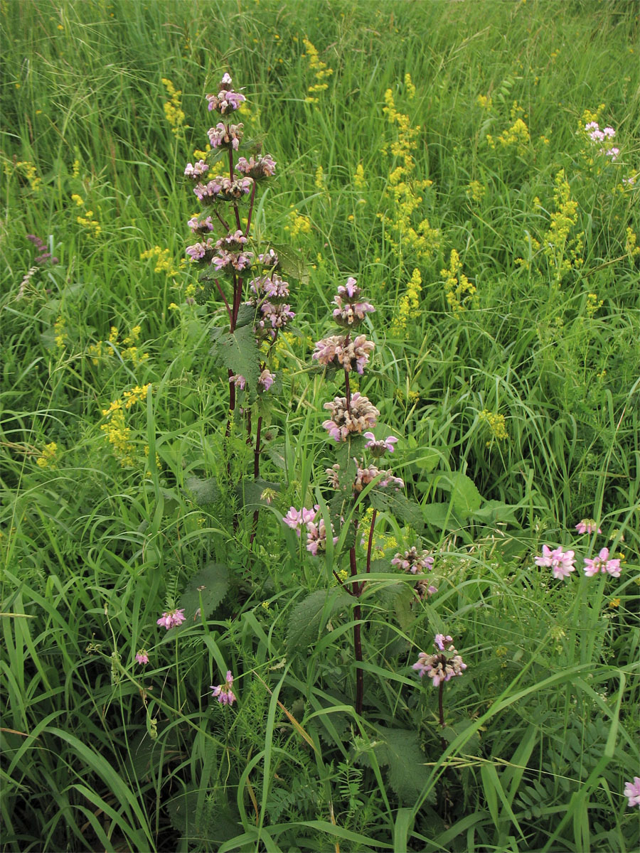 Image of Phlomoides tuberosa specimen.