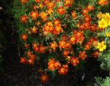 Tagetes tenuifolia. Верхушки цветущих растений. Иркутская обл., г. Иркутск, возле жилого дома, в культуре. 05.08.2018.