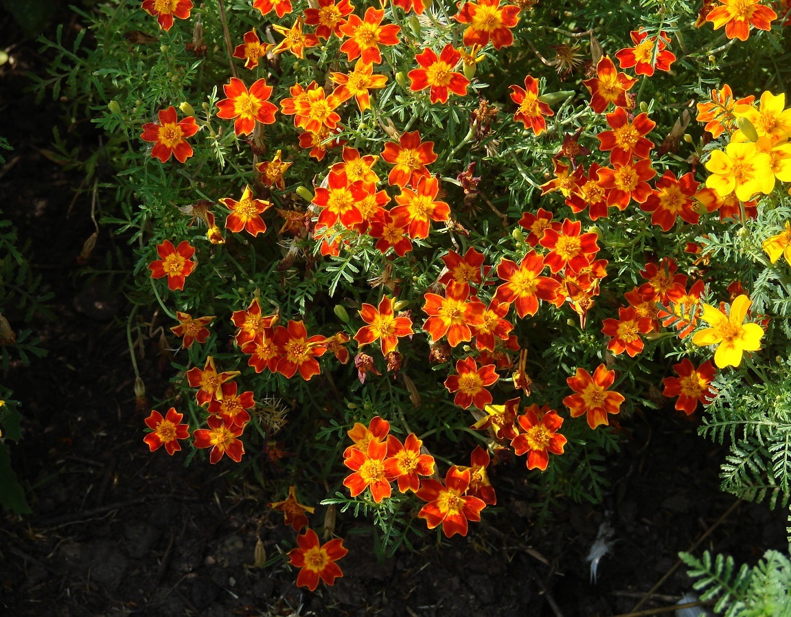 Изображение особи Tagetes tenuifolia.