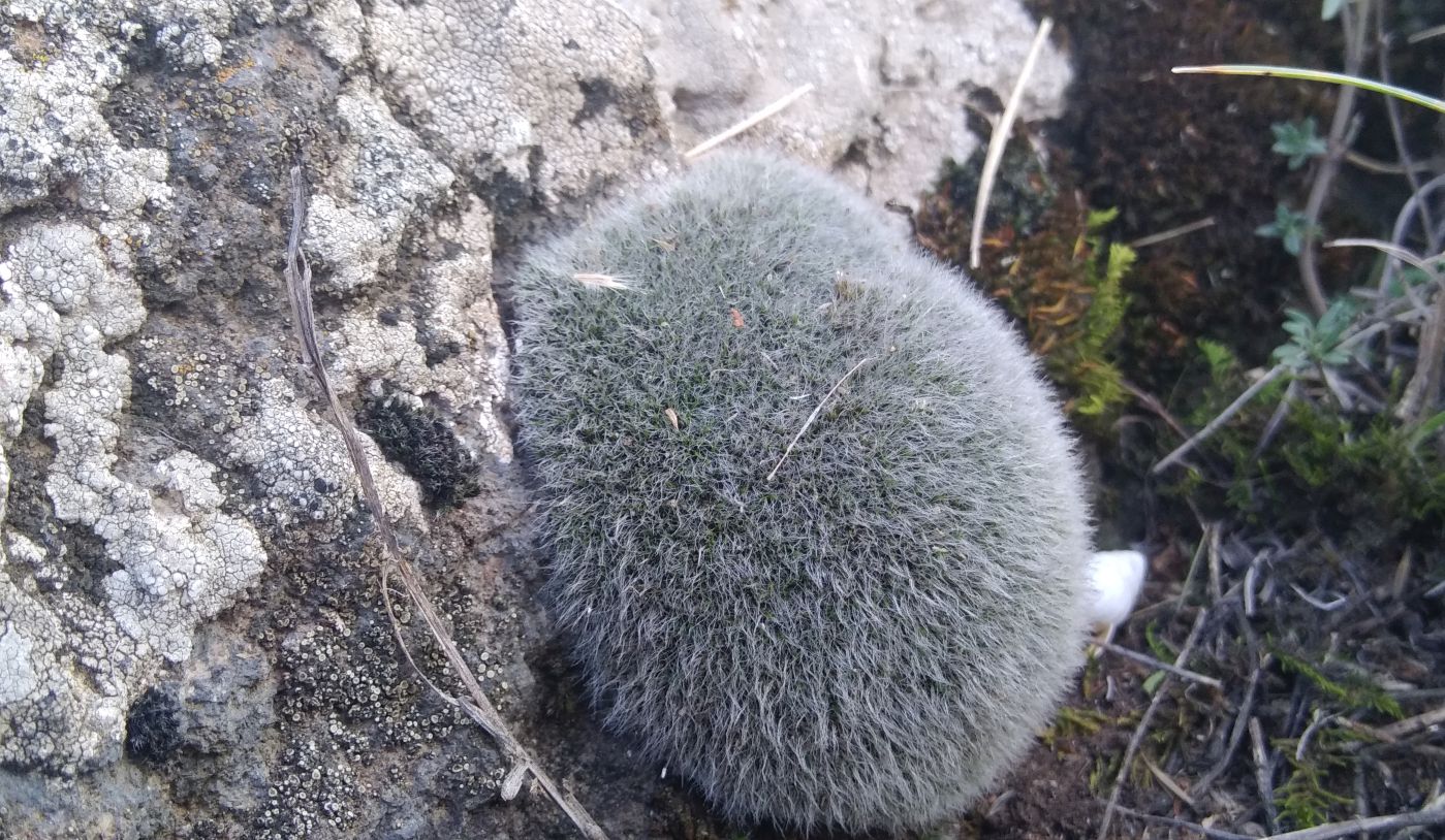 Image of genus Grimmia specimen.