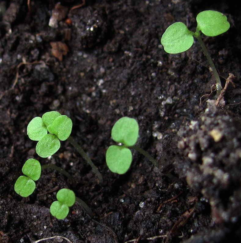 Изображение особи Scrophularia nodosa.