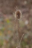 Dipsacus laciniatus