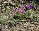 Oxytropis teres