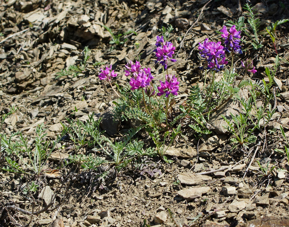 Image of Oxytropis teres specimen.