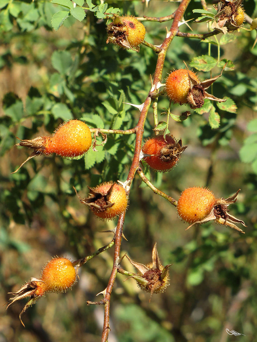 Image of Rosa fedtschenkoana specimen.