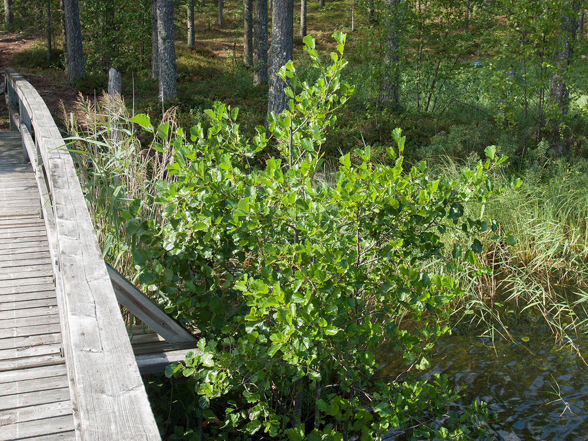 Image of Alnus glutinosa specimen.