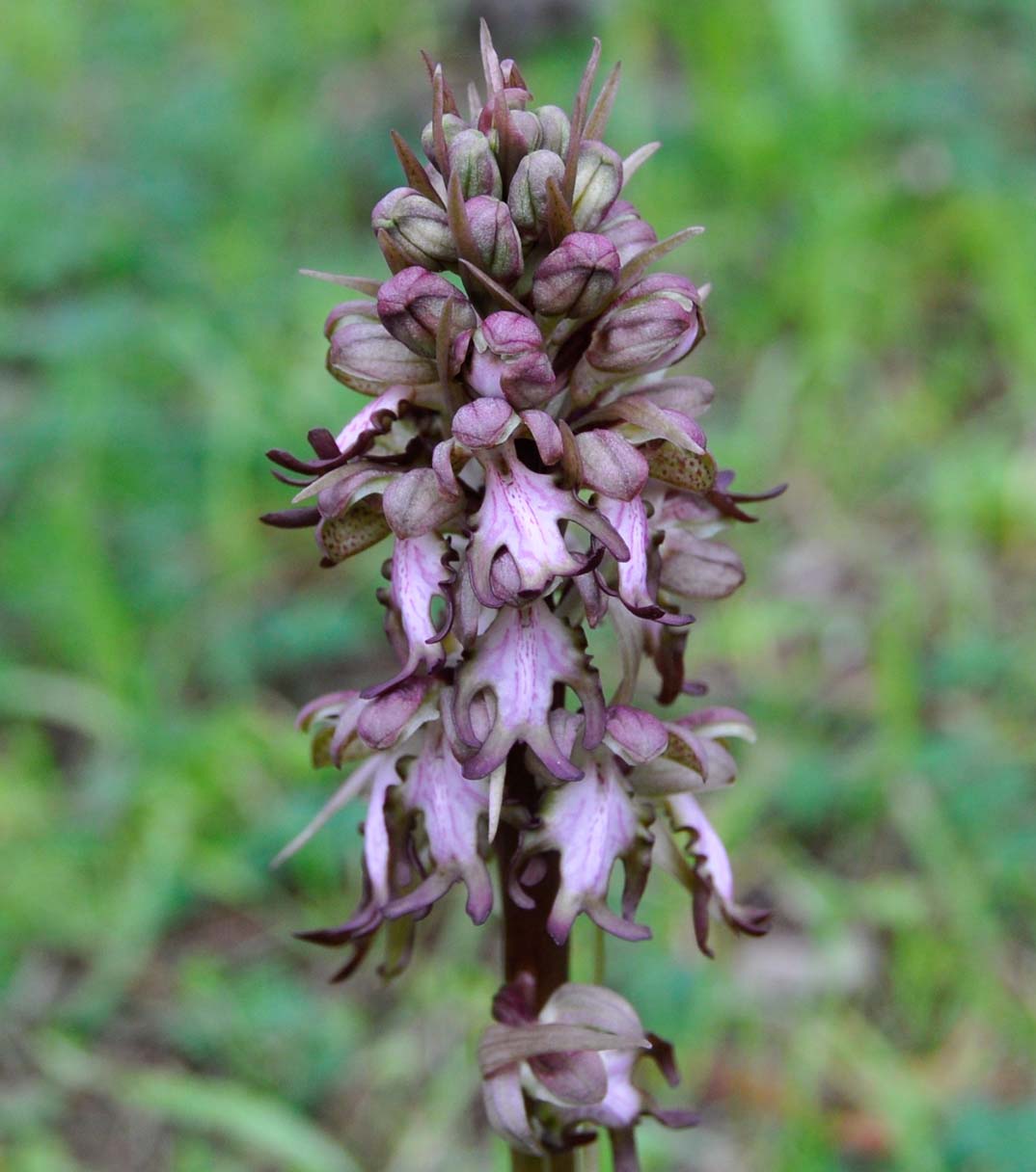 Image of Himantoglossum robertianum specimen.