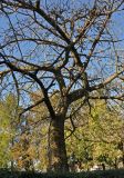 Ceiba speciosa