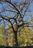 Ceiba speciosa. Часть ствола и кроны взрослого дерева. Турция, Анталья, в культуре. 31.12.2018.