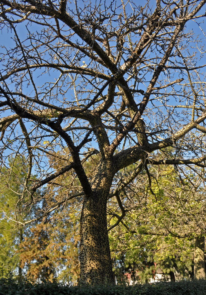 Image of Ceiba speciosa specimen.