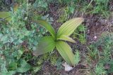 Veratrum nigrum. Побег. Иркутская обл., Иркутский р-н, окр. пос. Большое Голоустное, скальный береговой обрыв к Байкалу с редкими деревьями. 17.08.2018.