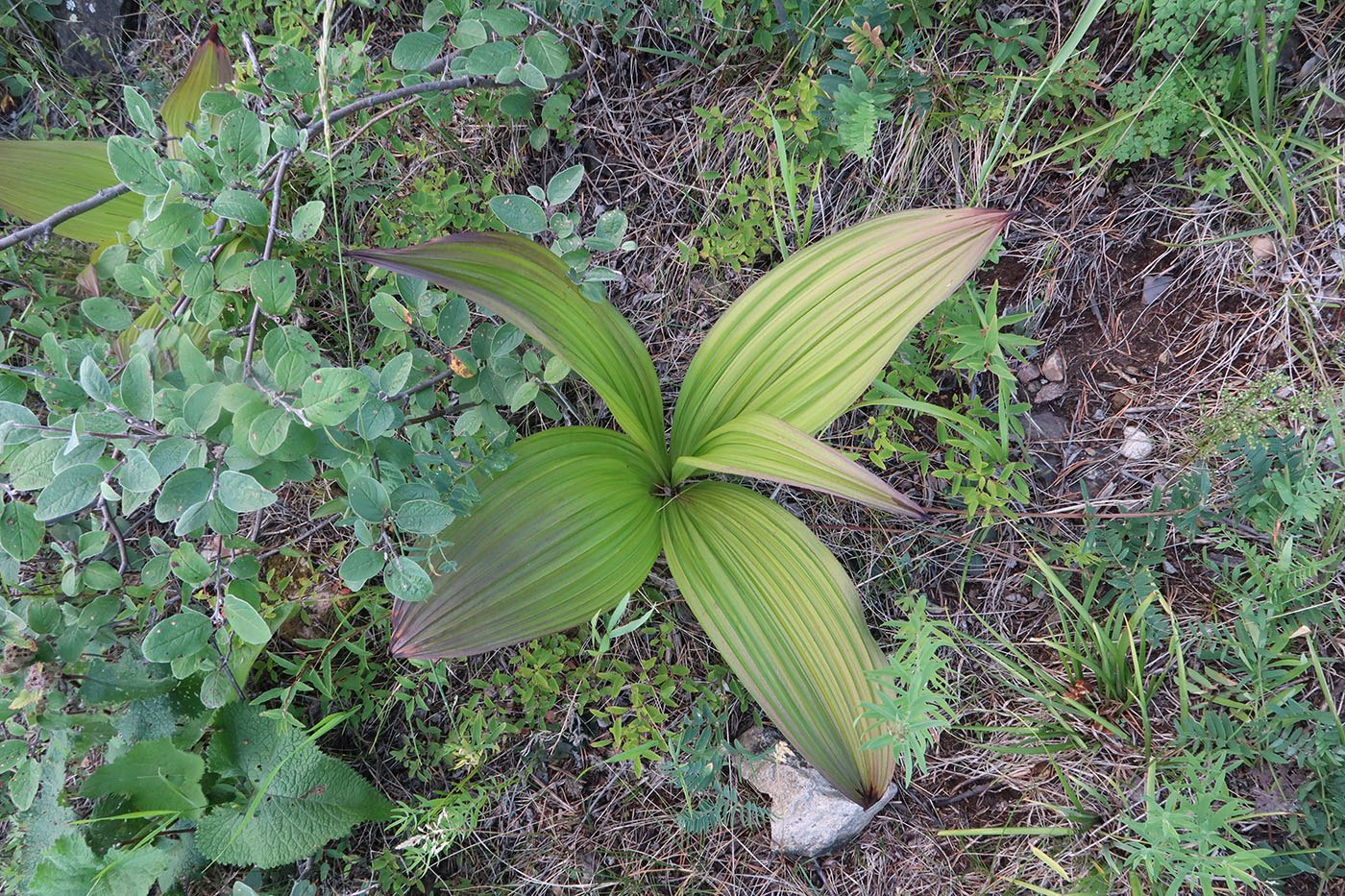 Изображение особи Veratrum nigrum.