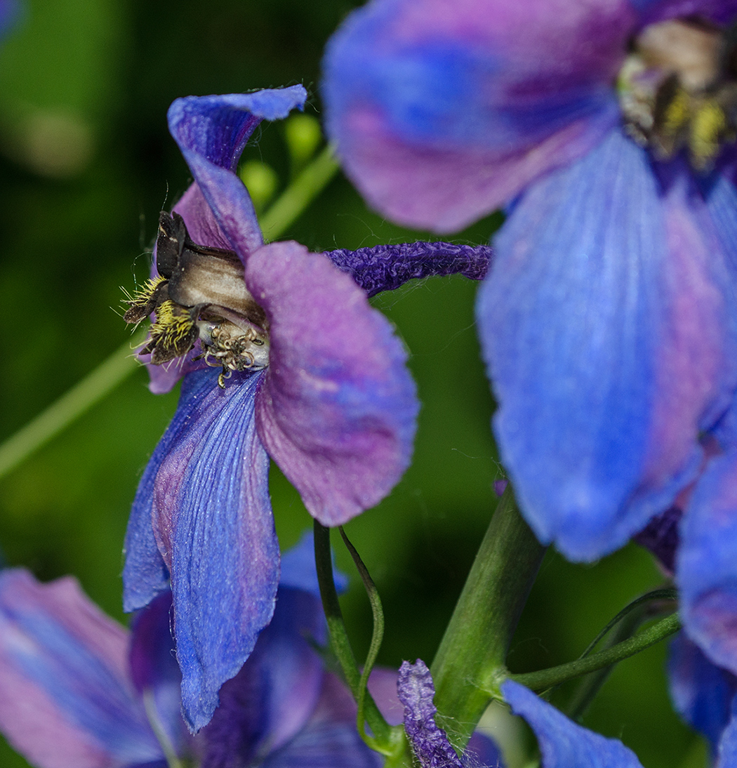 Image of Delphinium &times; phoeniceum specimen.