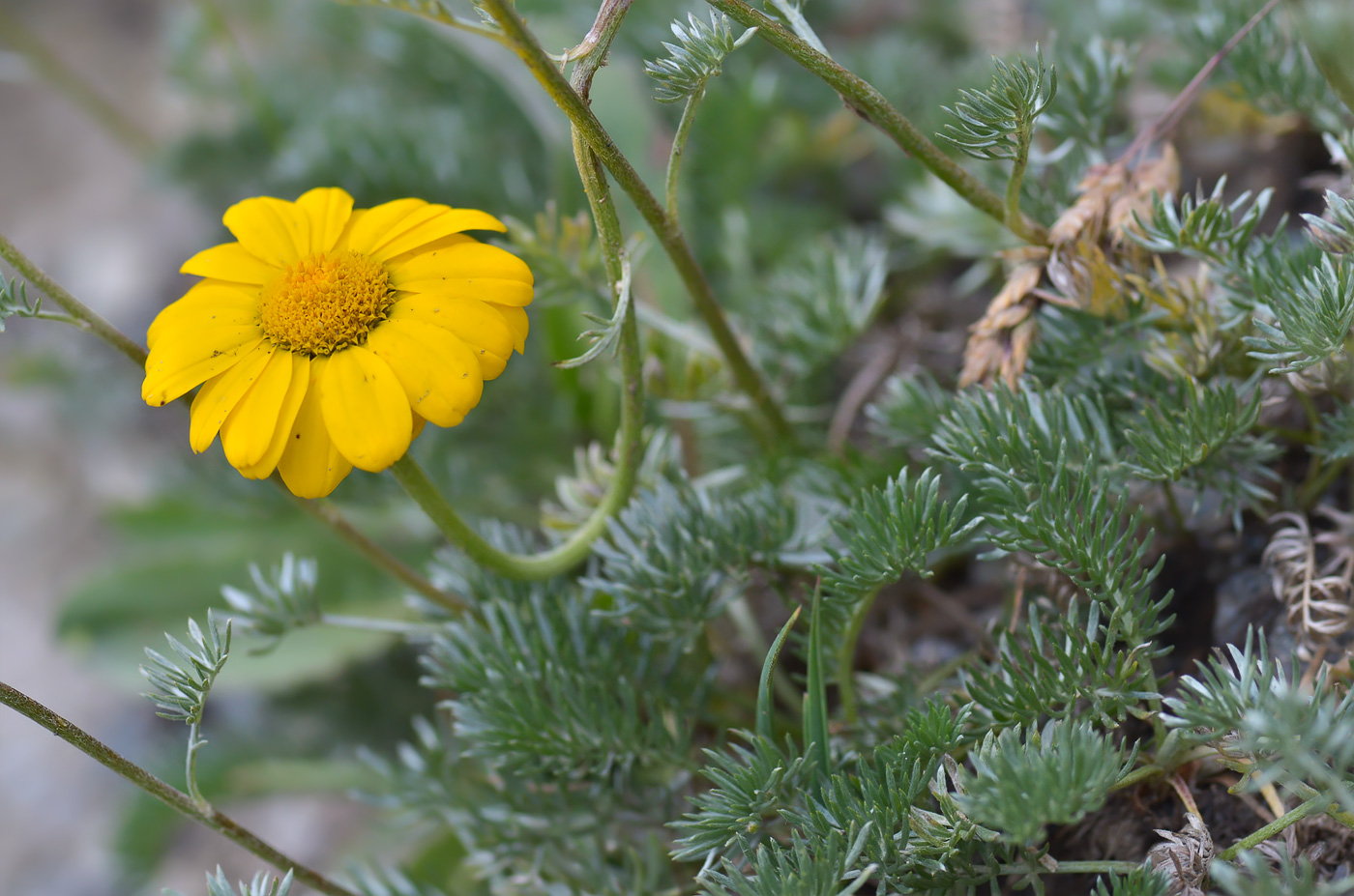 Image of Anthemis marschalliana ssp. pectinata specimen.