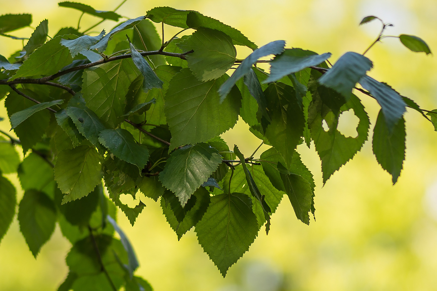 Изображение особи Betula ermanii.