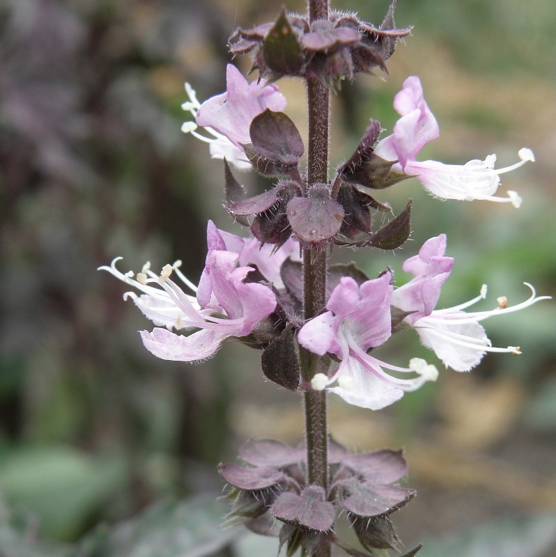 Изображение особи Ocimum basilicum.