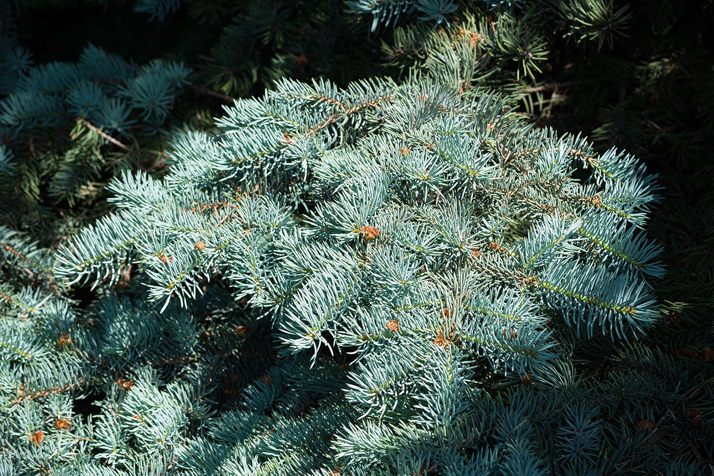 Image of Picea pungens f. glauca specimen.