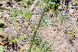 Artemisia sieversiana