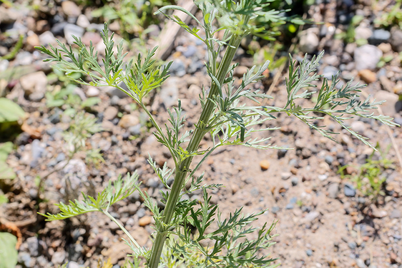 Image of Artemisia sieversiana specimen.