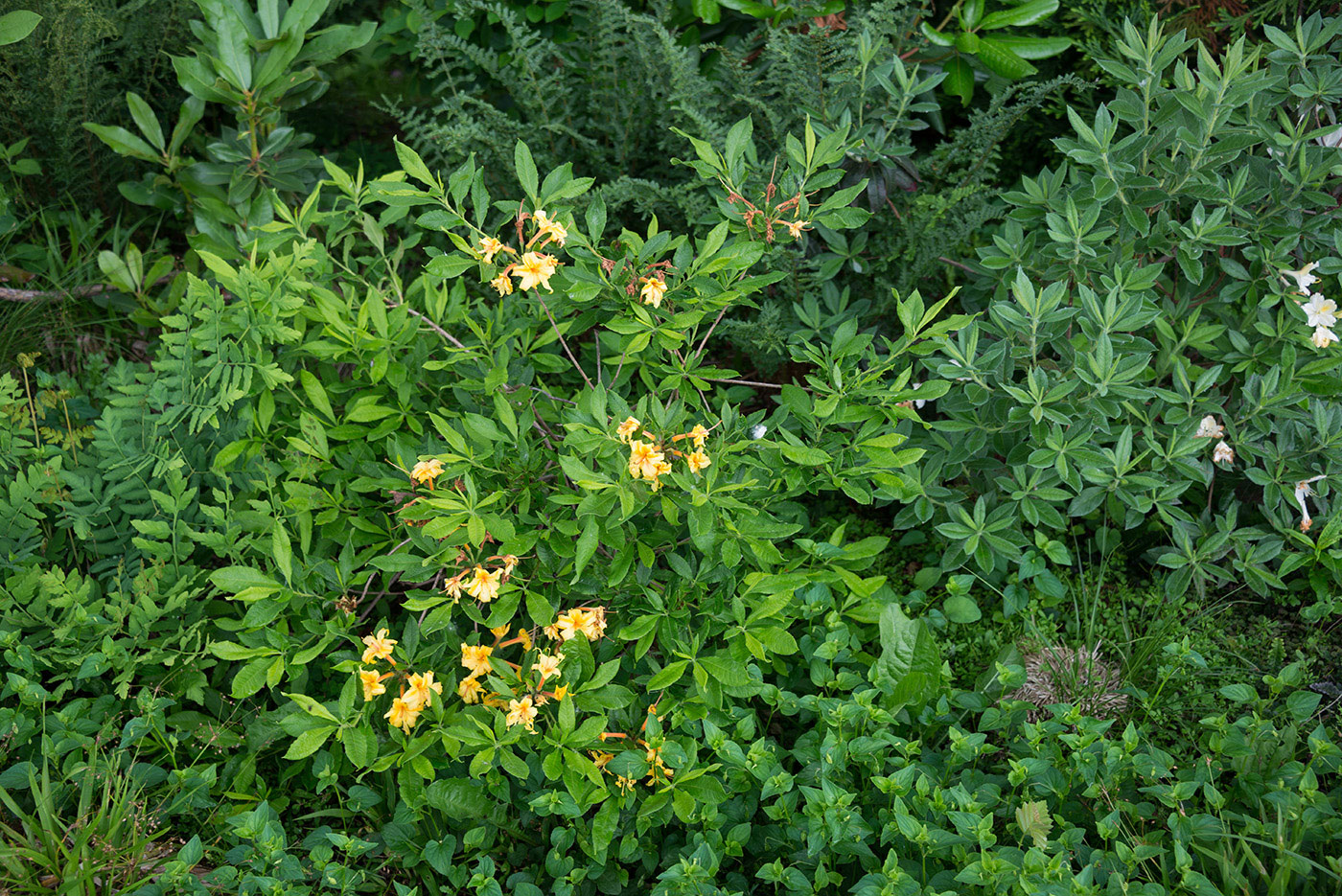 Изображение особи род Rhododendron.