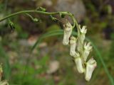 Aconitum ajanense. Соцветие с цветками и незрелыми плодами. Магаданская обл., окр. г. Магадан, побережье бухты Нагаева, Морпортовская сопка, в распадке у ручья. 09.08.2017.