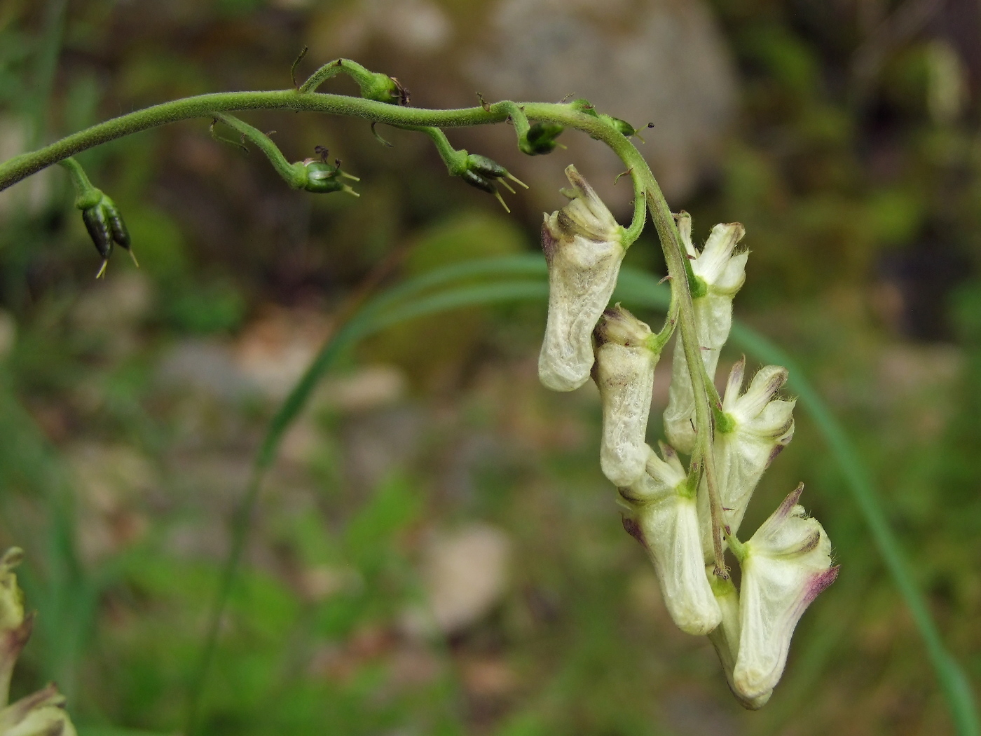 Image of Aconitum ajanense specimen.