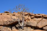 genus Commiphora. Растение с увядшими листьями. Намибия, горы Эронго, окр. горы Брандберг, каменистый склон. 08.05.2019.