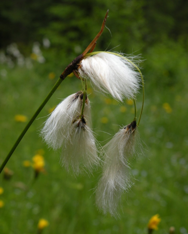 Изображение особи Eriophorum angustifolium.