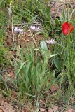 Tragopogon malikus