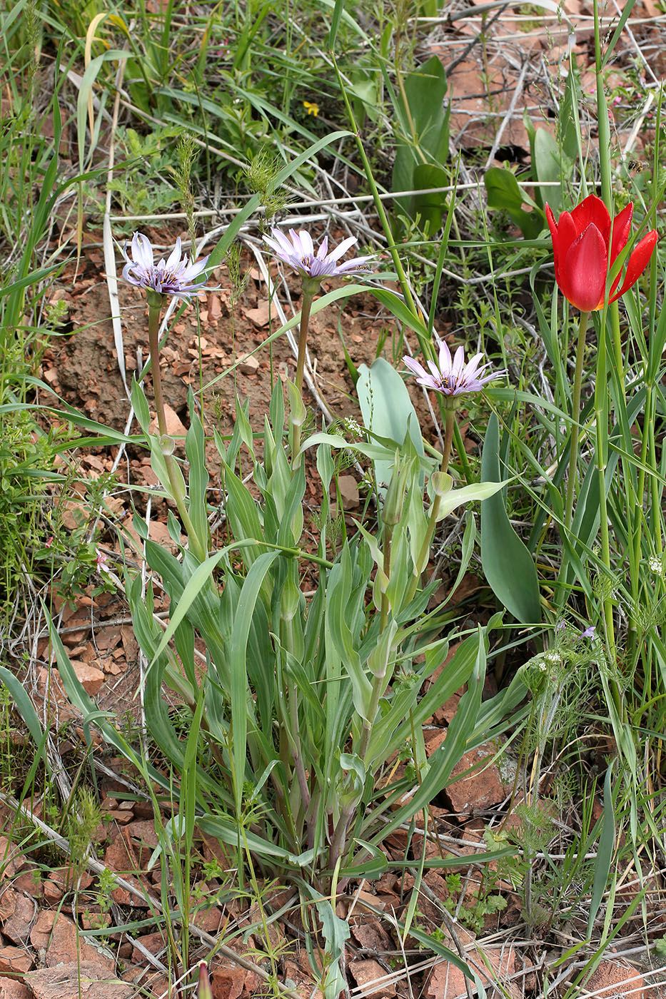 Изображение особи Tragopogon malikus.