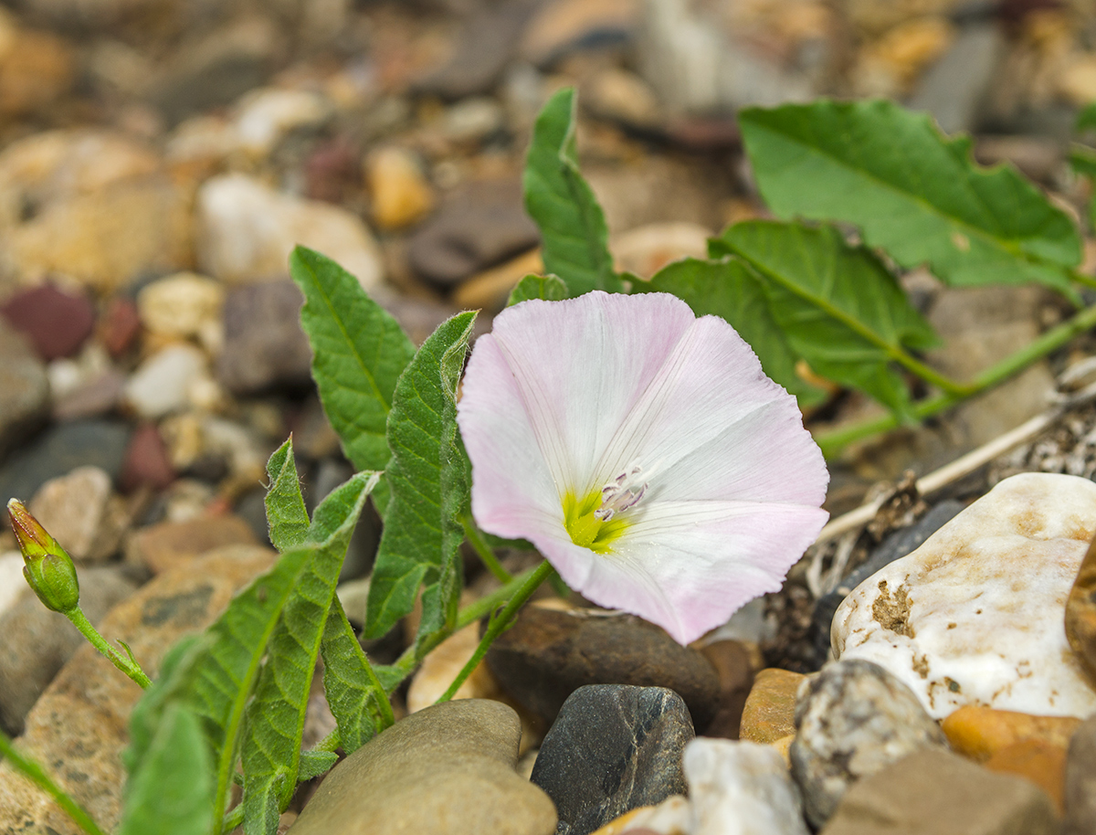 Image of Convolvulus arvensis specimen.