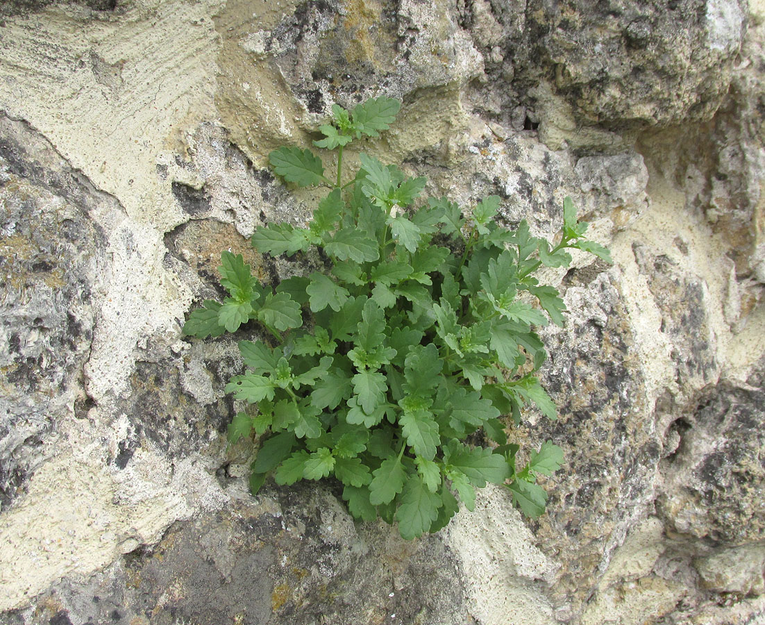 Image of Scrophularia rupestris specimen.