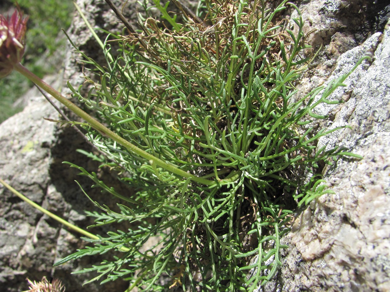 Image of Jurinea coronopifolia specimen.