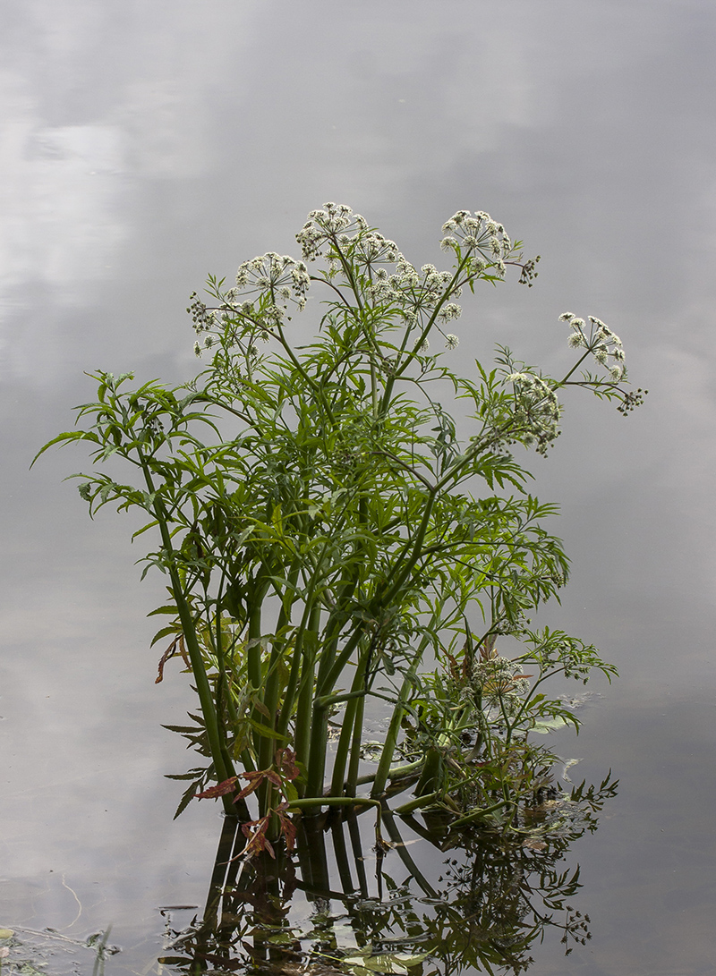 Image of Cicuta virosa specimen.