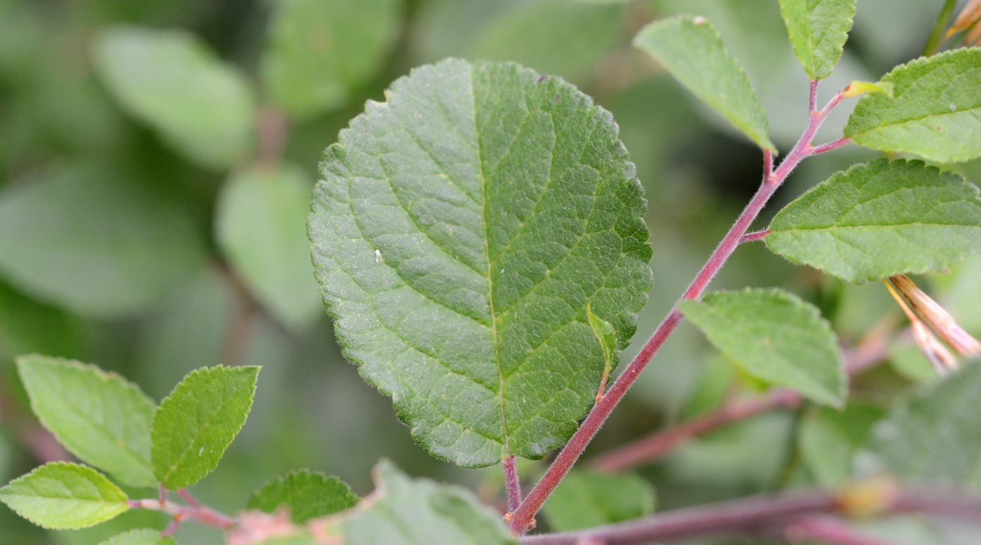 Изображение особи Prunus spinosa.