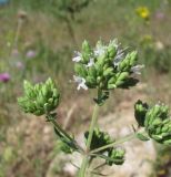 Origanum vulgare ssp. viride