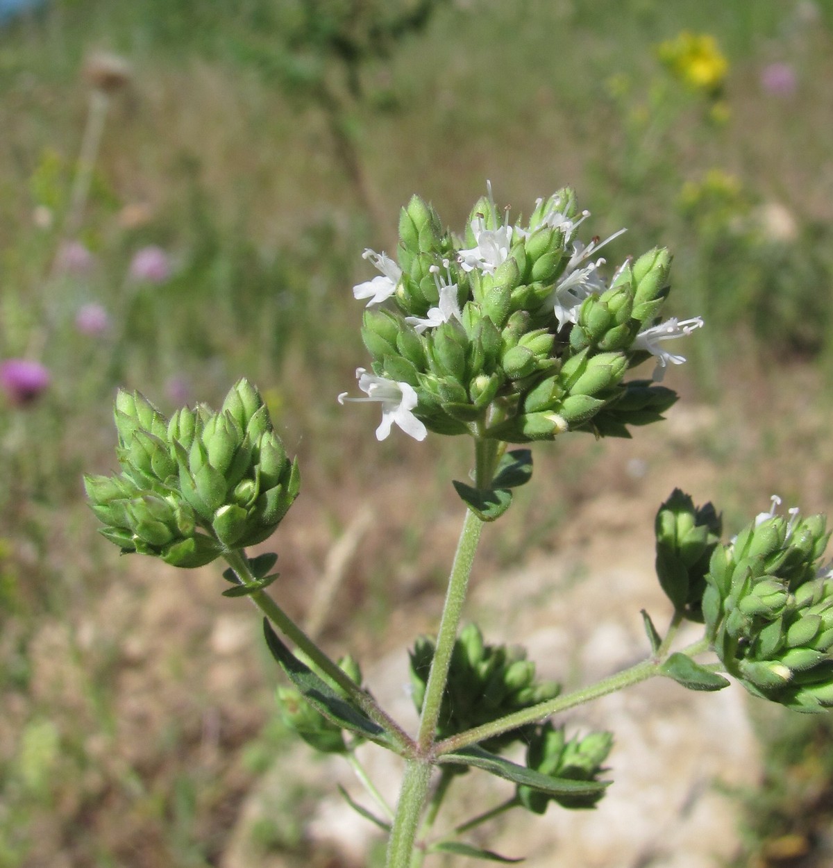 Изображение особи Origanum vulgare ssp. viride.