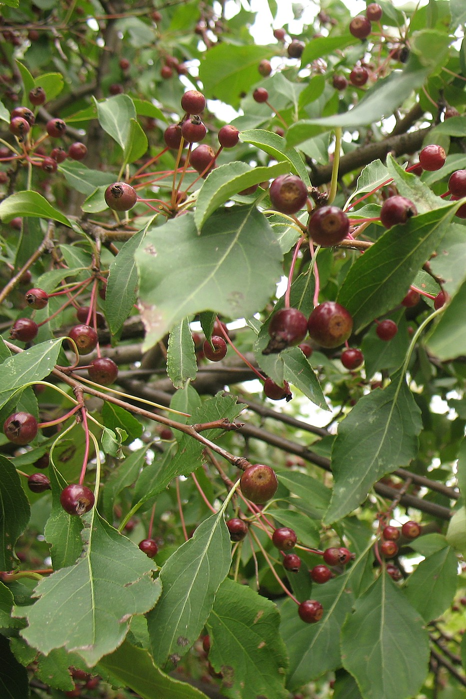 Image of Malus baccata specimen.