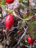 Rosa pulverulenta