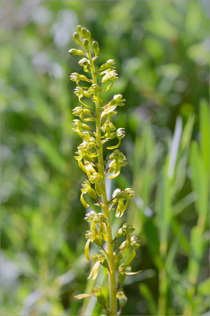 Image of Listera ovata specimen.