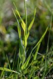 род Tragopogon. Часть побега. Кабардино-Балкария, Эльбрусский р-н, долина р. Сылтрансу, ≈ 2200 м н.у.м., субальпийский луг. 05.08.2019.