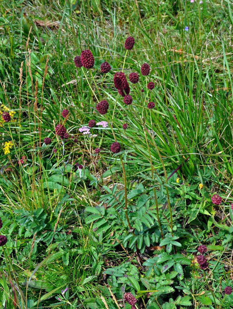 Image of Sanguisorba officinalis specimen.